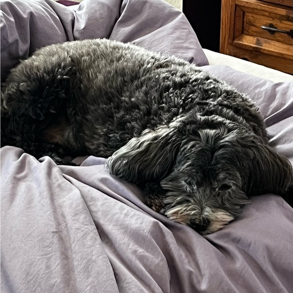 Meet your Posher, Melissa 💜 - Picture 8 of 15